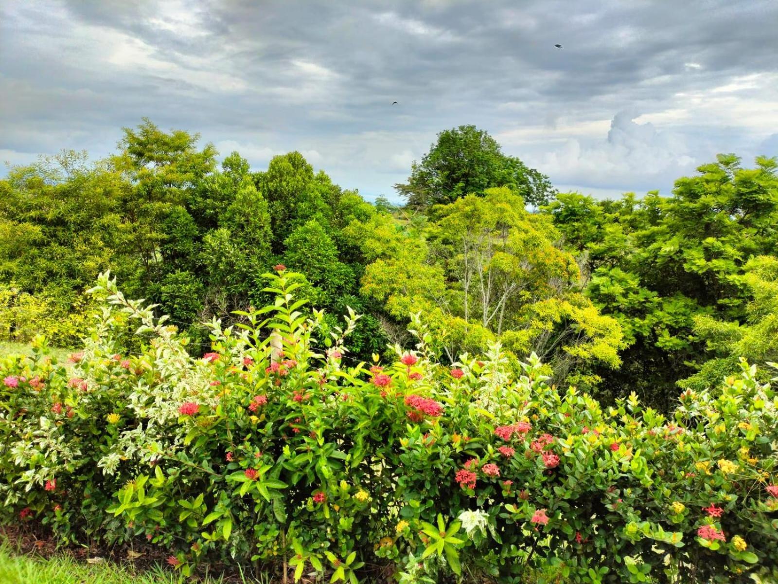 Hotel Arboreo Doradal Екстериор снимка